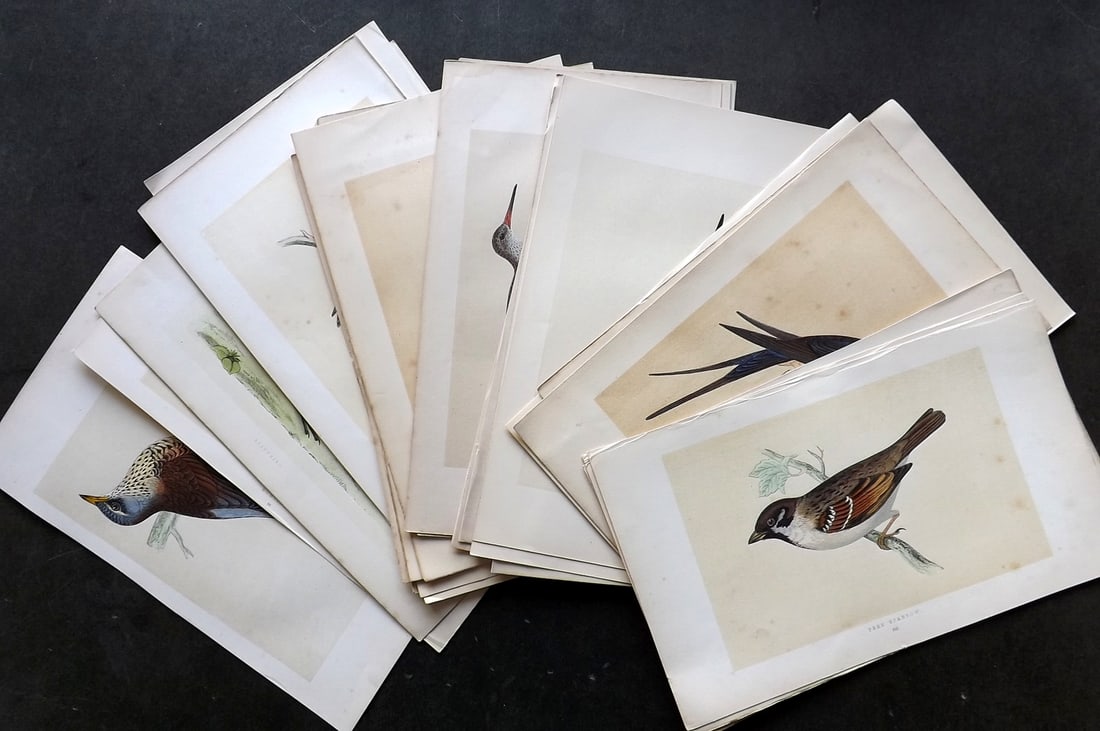 Morris, Francis 1851 Lot of 28 Hand Col Bird Prints. 1st Edition: Woodblock Published 1851-57, London for "A History of British Birds" First Edition by the Rev. Francis Orpen Morris. Printed in colours and finished by hand. Paper Size: 9.75 x 7 inch (25 x 18cm) Some
