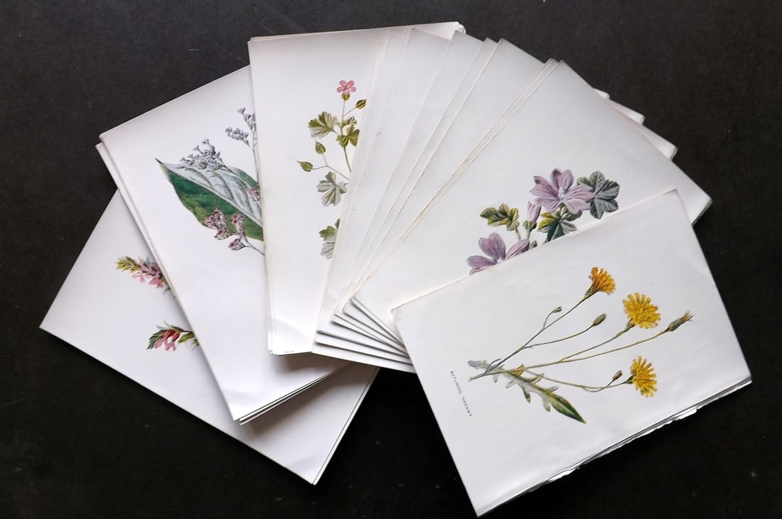 Hulme, Edward C1900 Lot of 40 Botanical Prints. Wild Flowers (1 of 6)