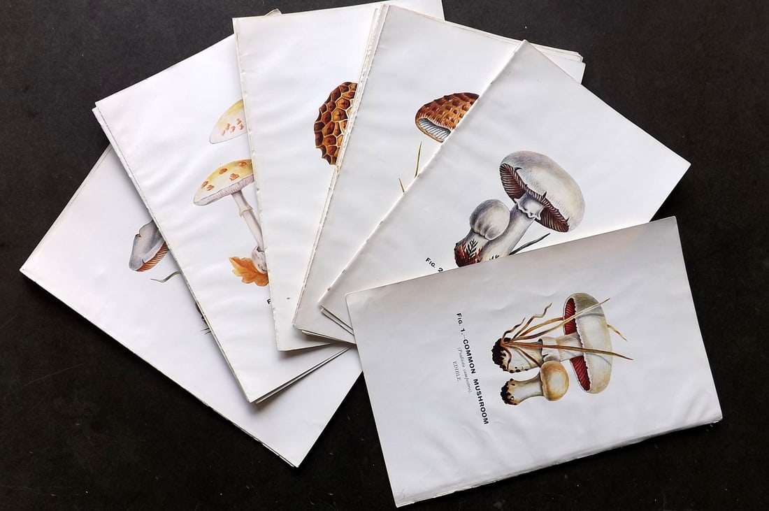 MAFF 1930 Lot of 24 Vintage Mushroom Prints. Fungi: Vintage Offset Lithograph Published 1926, London for "Edible and Poisonous Fungi" by the Ministry of Agriculture & Fisheries (MAFF) Reverse side blank. Paper Size: 9.5 x 6 inch (24 x 16cm) Good Condit
