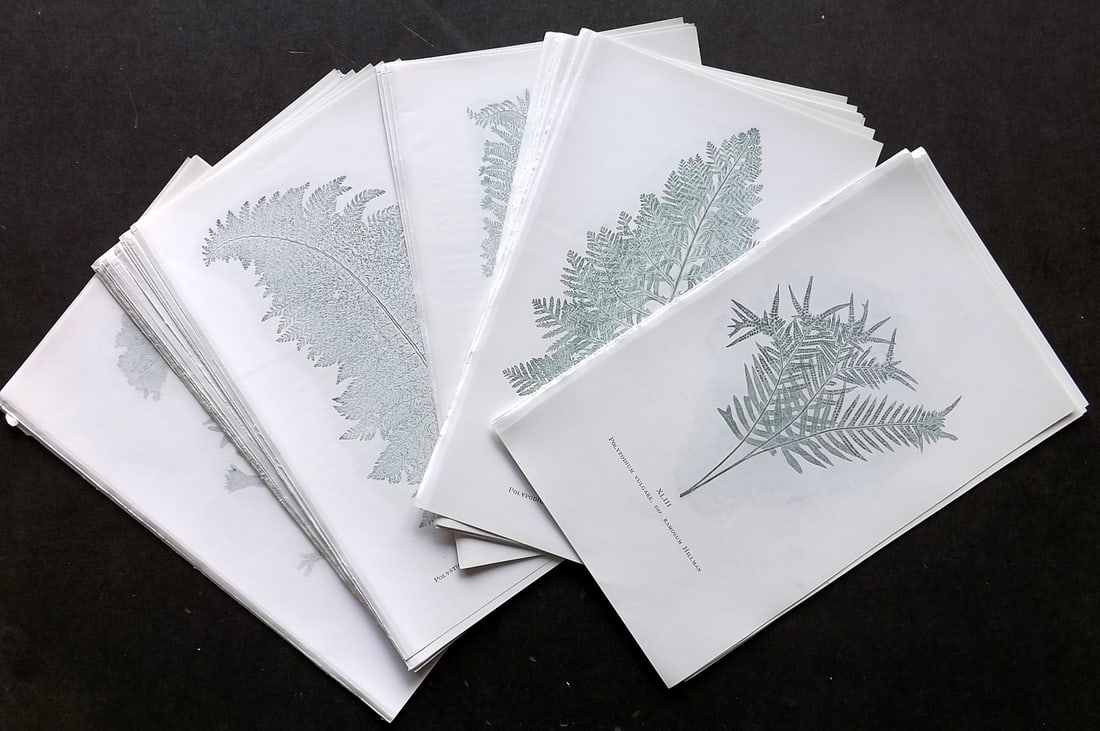 Druery, Charles C1910 Lot of 48 Nature Printed Ferns: Nature Printed Offset Lithographs Published C1910, London for "British Ferns and Their Varieties" by Charles Druery. Paper Size: 8.5 x 5 inch (22 x 13cm) Unrelated text to reverse. Good Condition