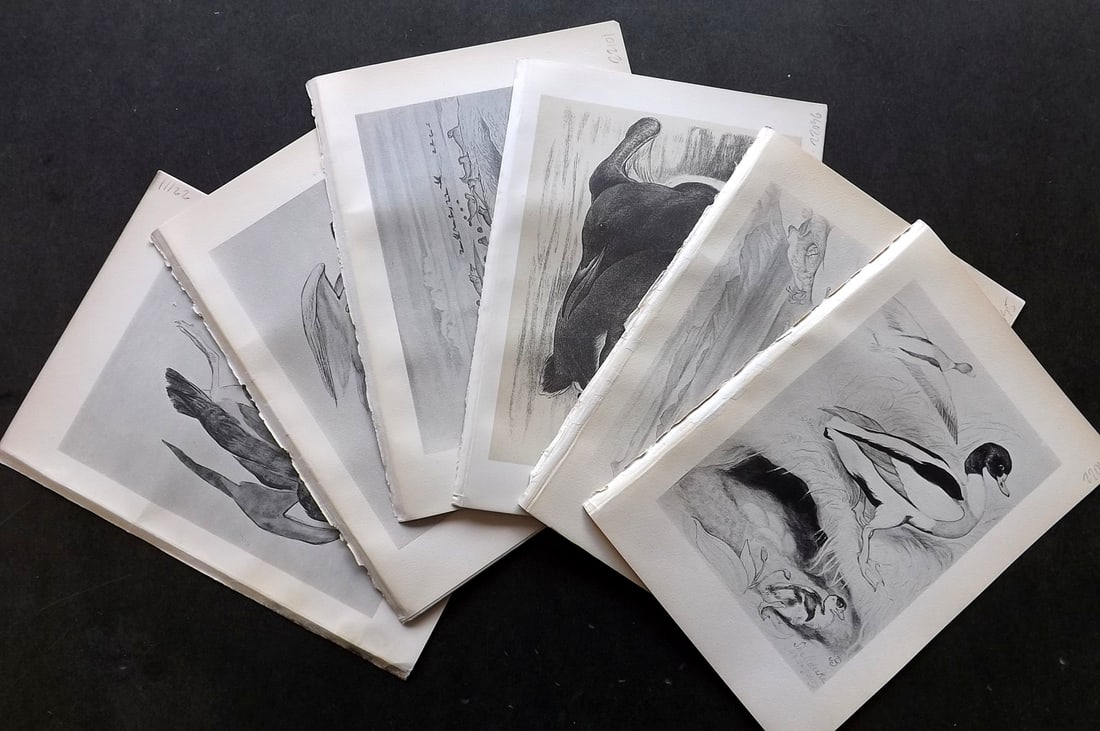 Blackburn, Jemima 1895 Lot of 11 Antique Bird Prints (1 of 3)