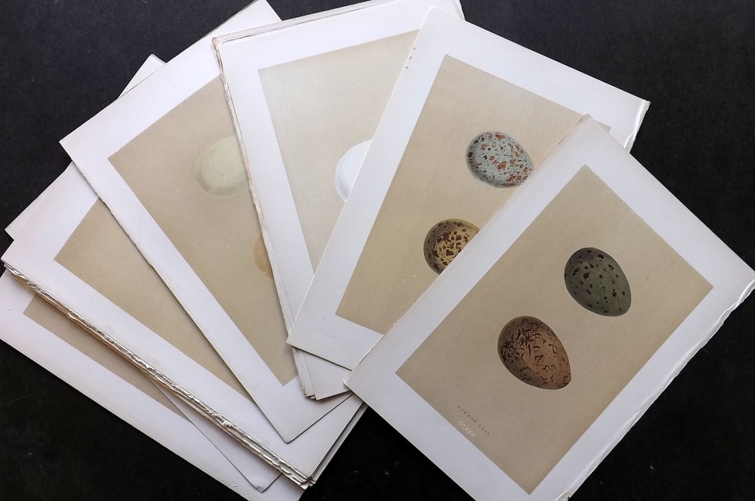 Morris, Francis 1896 Lot of 20 Antique Bird Egg Prints: Woodblocks Published 1896 by John C. Nimmo, London for "A Natural History of the Nests and Eggs of British Birds" By the Rev. Francis Orpen Morris, printed Benjamin Fawcett. Printed in colours and fin