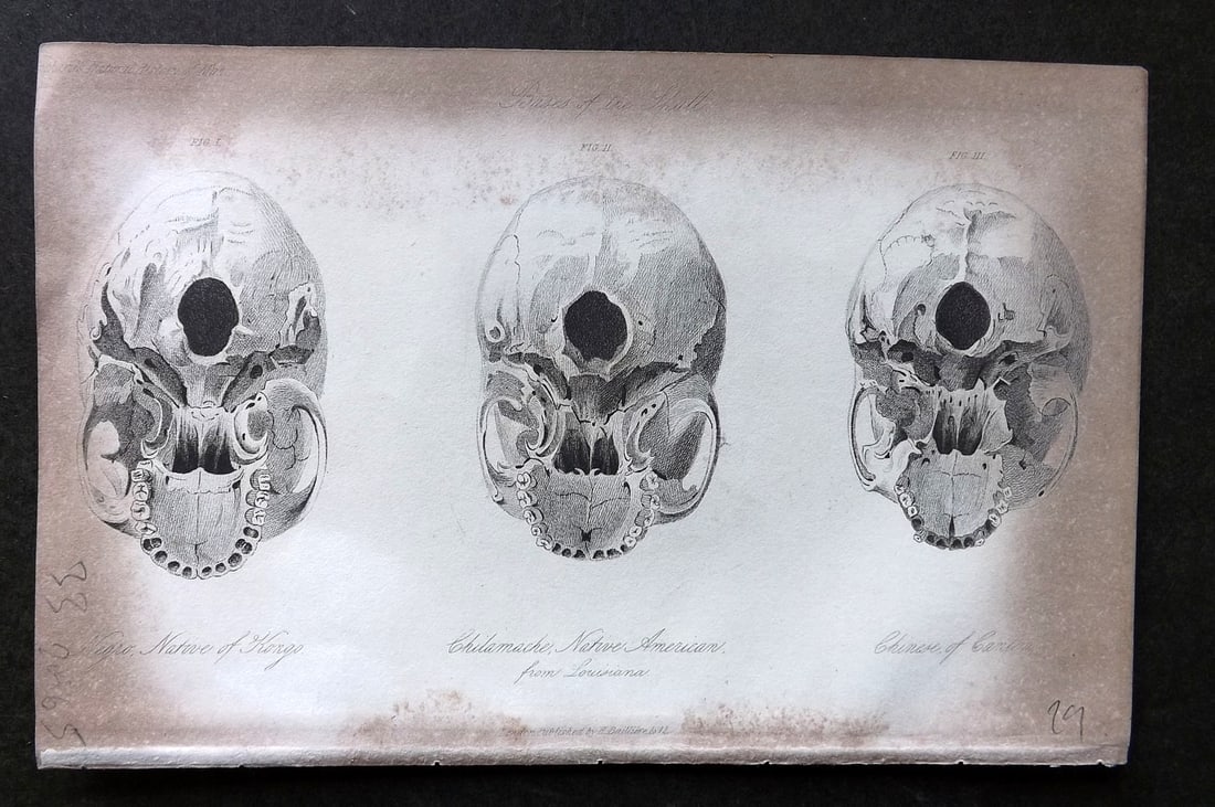 Prichard, James 1848 Skulls from Kongo, American at Louisiana, Chinese of Canton 03: Steel Engraving Published 1848, London for "The Natural History of Man" by James Cowles Prichard. Fine hand colour as issued. On good quality Whatman Turkey Mill Wove Paper. Paper Size: 8.5 x 5.5 inch