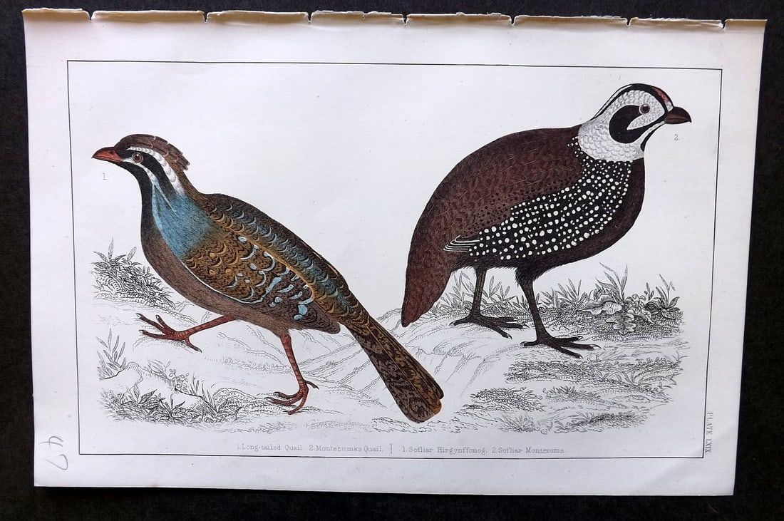 Goldsmith, Oliver C1855 Hand Col Bird Print. Long Tailed & Montezuma's Quail 69: Hand Colored Etching/Engraving Published C1855 by A. Fullarton & Co., London for "A History of the Earth and Animated Nature" by Oliver Goldsmith. Paper Size: 10 x 6 inch (25 x 16cm) Good Condition