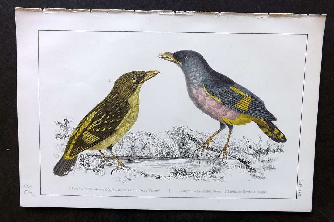 Goldsmith, Oliver C1855 Hand Col Bird Print. Horsfield's Eurylaime 31: Hand Colored Etching/Engraving Published C1855 by A. Fullarton & Co., London for "A History of the Earth and Animated Nature" by Oliver Goldsmith. Paper Size: 10 x 6 inch (25 x 16cm) Good Condition
