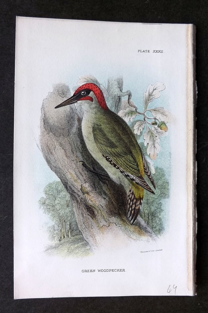 Lloyds's 1897 Antique Bird Print. Green Woodpecker: Antique Chromolithographs Published 1894-97, London for "Lloyds's Natural History..." Edited by R. Bowdler Sharpe, W. F. Kirby, H. O. Forbes, R. Lydekker, and W. R. Olive-Grant. Illustrated after Keul