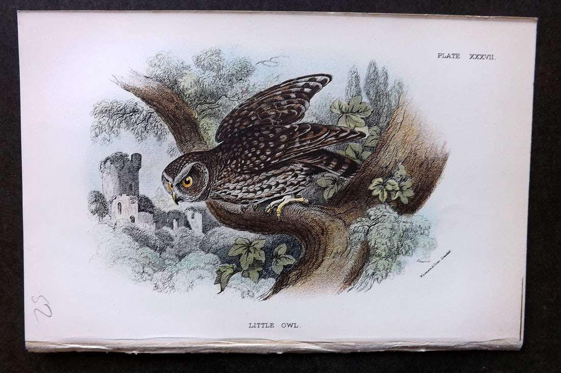 Lloyds's 1897 Antique Bird Print. Little Owl (1 of 1)