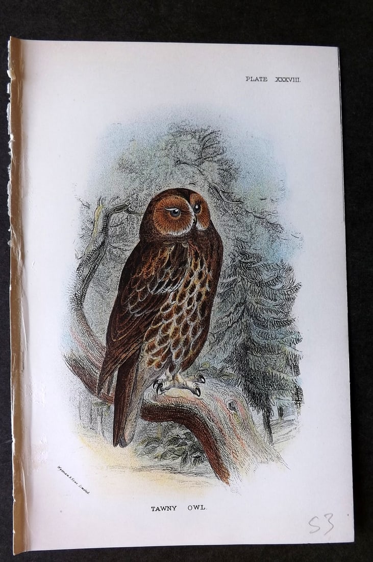 Lloyds's 1897 Antique Bird Print. Tawny Owl (1 of 1)