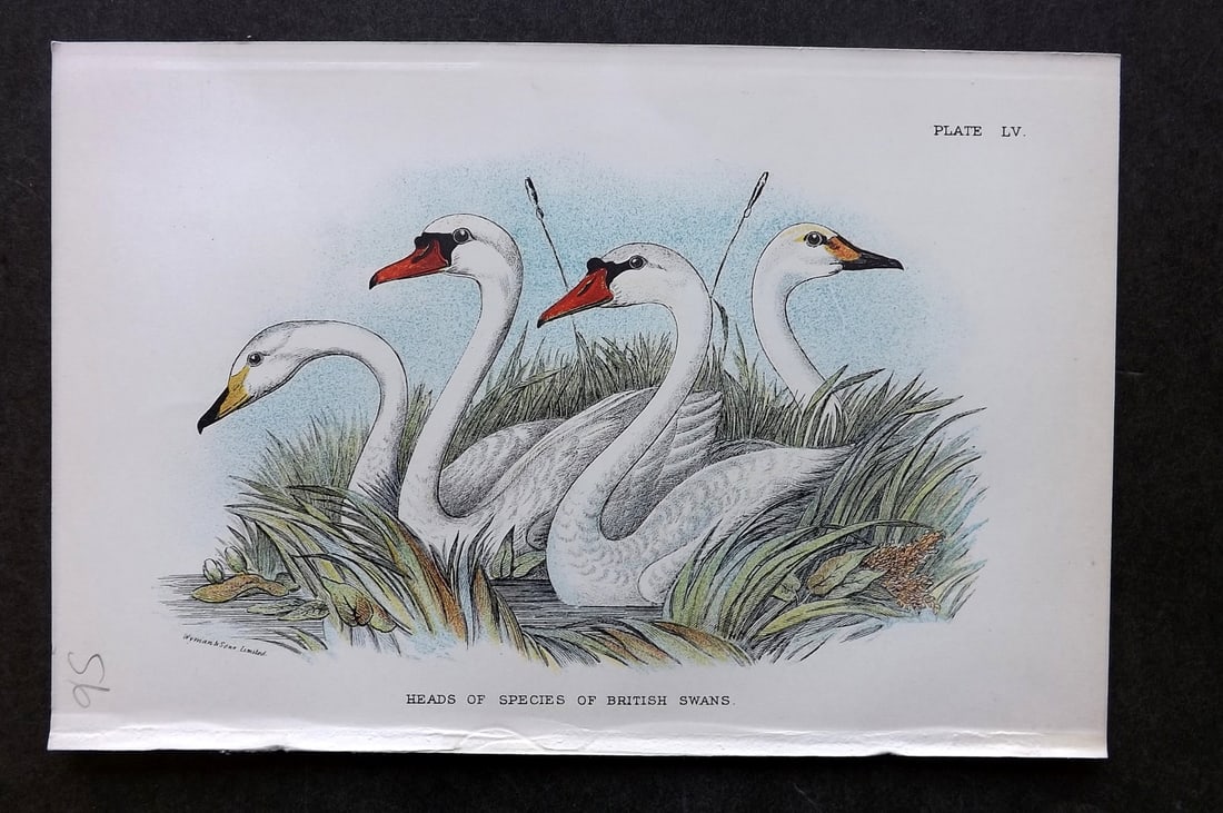 Lloyds's 1897 Antique Bird Print. Heads of British Swans: Antique Chromolithographs Published 1894-97, London for "Lloyds's Natural History..." Edited by R. Bowdler Sharpe, W. F. Kirby, H. O. Forbes, R. Lydekker, and W. R. Olive-Grant. Illustrated after Keul
