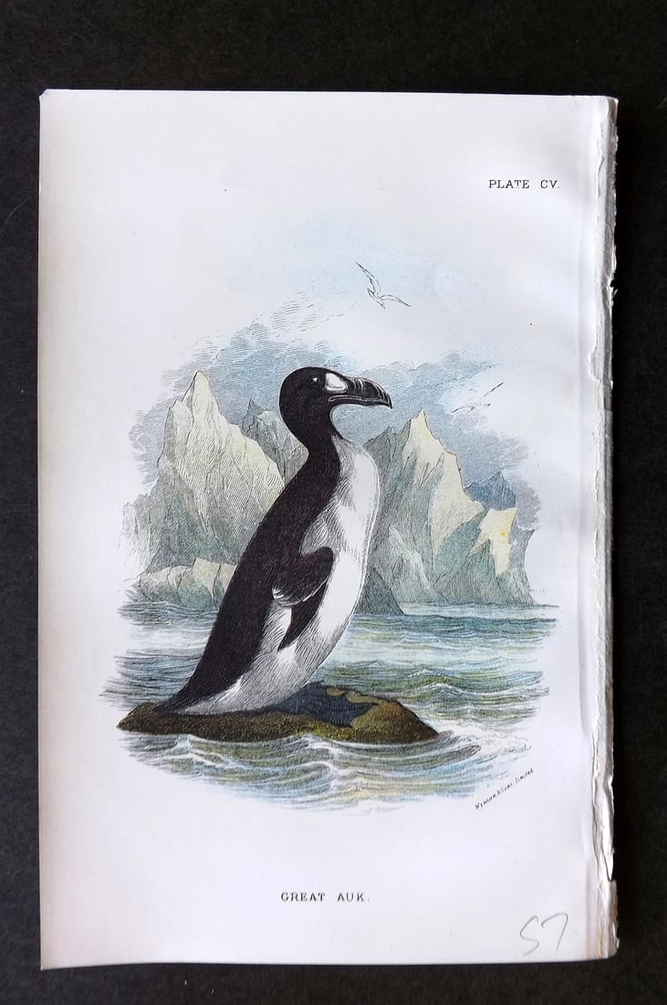Lloyds's 1897 Antique Bird Print. Extinct Great Auk (1 of 1)