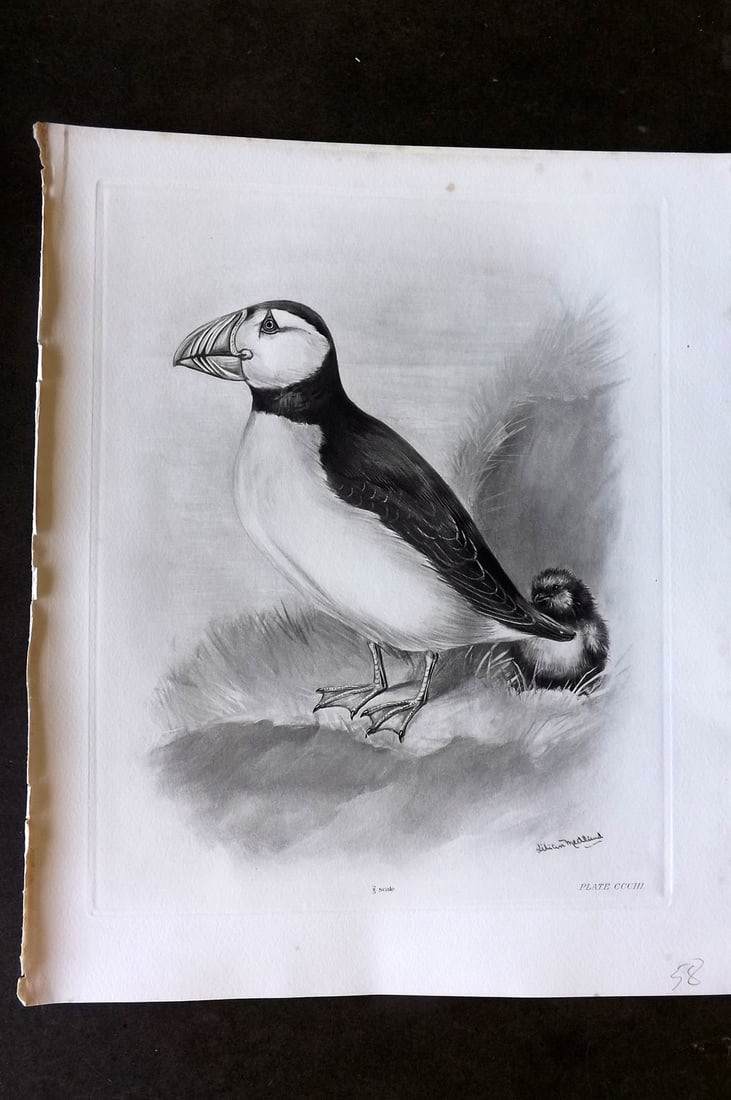 Medland, Lilian 1911 Folio Bird Print. Puffin 303 (1 of 1)