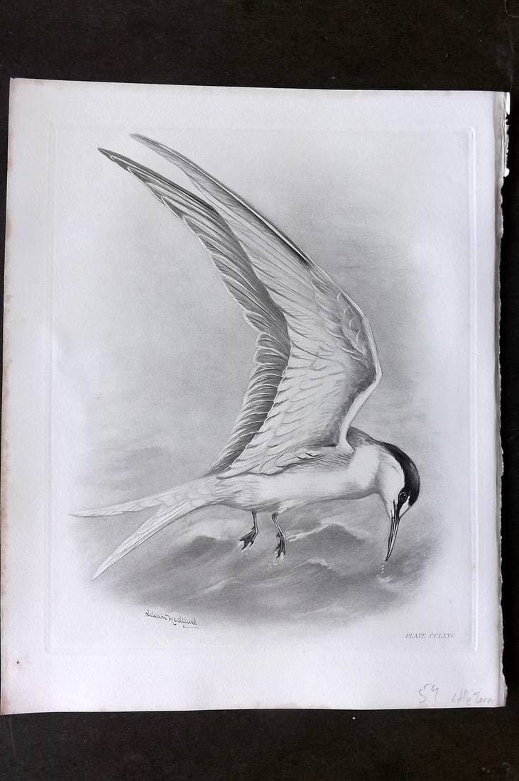 Medland, Lilian 1911 Folio Bird Print. Little Tern 275 (1 of 1)