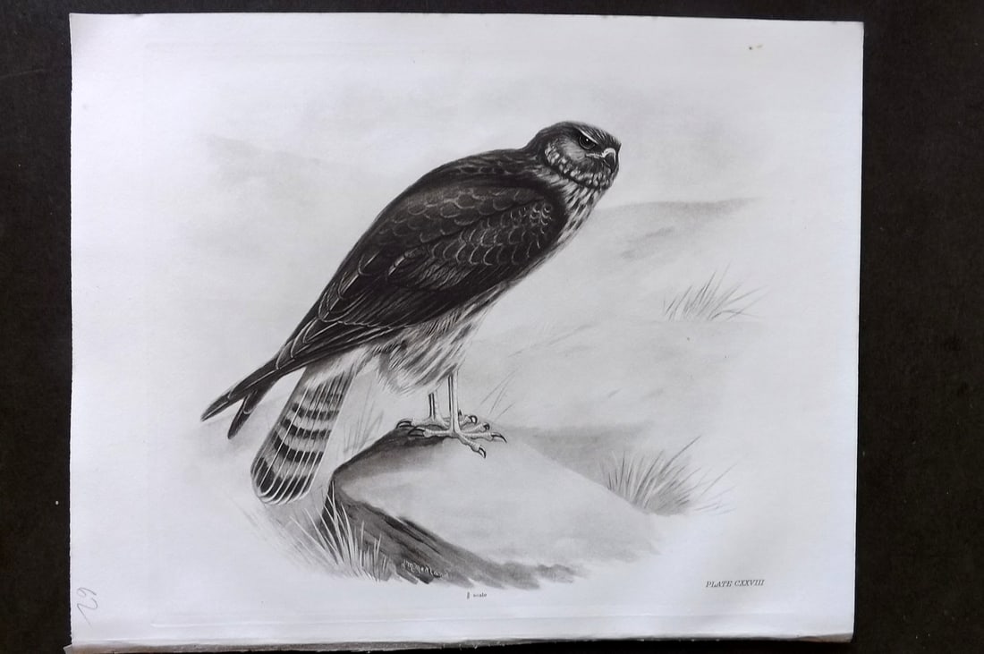 Medland, Lilian 1911 Folio Bird Print. Hen Harrier 128 (1 of 1)