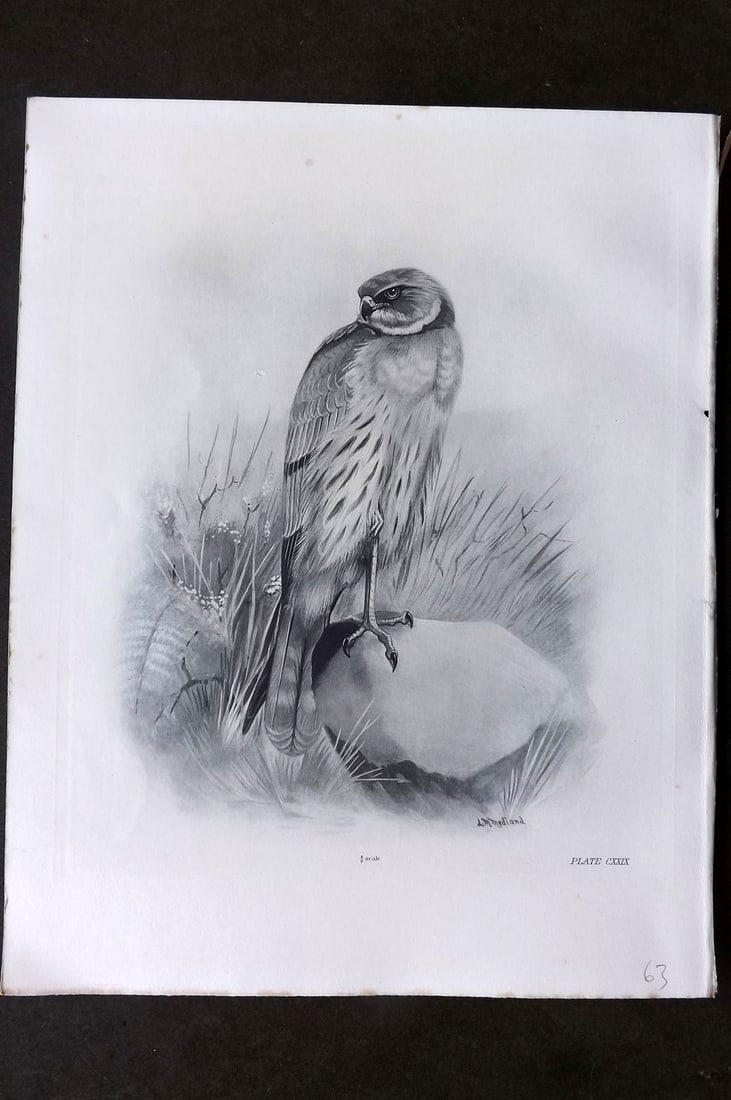 Medland, Lilian 1911 Folio Bird Print. Montagu's Harrier 129 (1 of 1)
