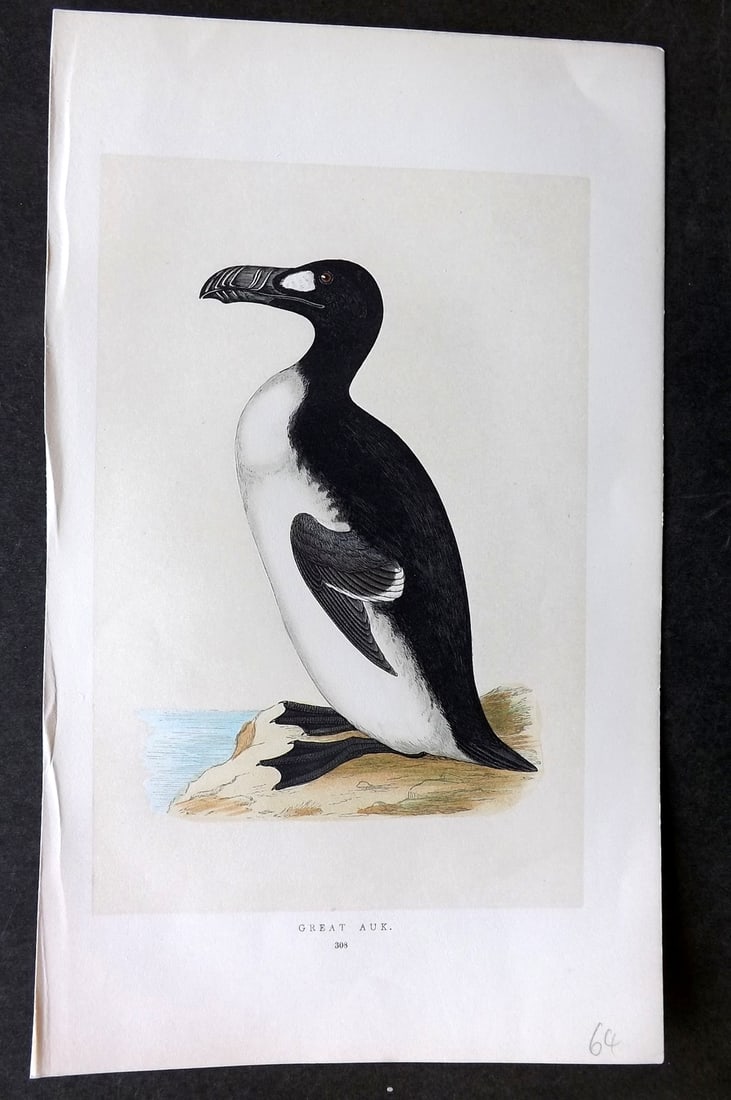 Morris, Francis 1851 Hand Col Bird Print. Extinct Great Auk: Woodblock Published 1851-57, London for "A History of British Birds" First Edition by the Rev. Francis Orpen Morris. Printed in colours and finished by hand. Paper Size: 9.75 x 7 inch (25 x 18cm) Good