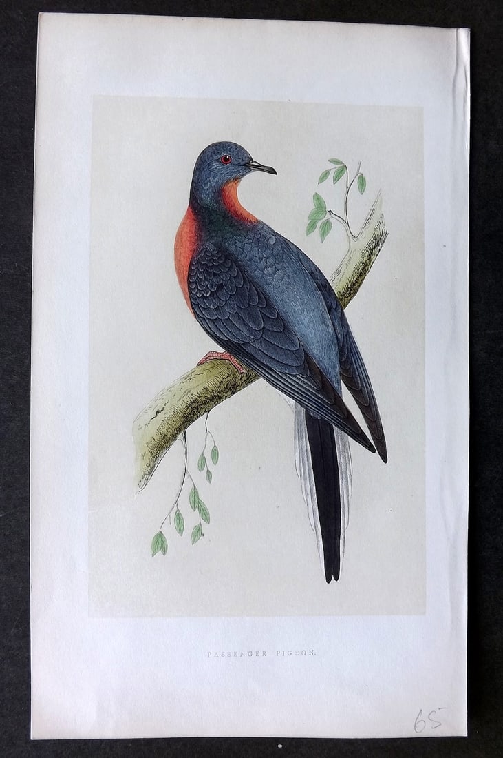 Morris, Francis 1851 Hand Col Bird Print. Extinct Passenger Pigeon (1 of 1)