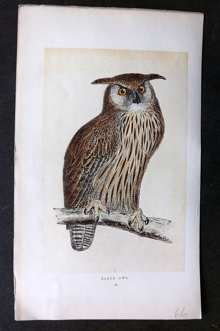 Morris, Francis 1851 Hand Col Bird Print. Eagle Owl (1 of 1)