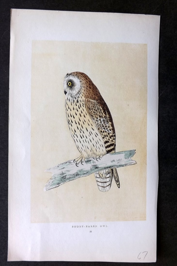 Morris, Francis 1851 Hand Col Bird Print. Short Eared Owl: Woodblock Published 1851-57, London for "A History of British Birds" First Edition by the Rev. Francis Orpen Morris. Printed in colours and finished by hand. Paper Size: 9.75 x 7 inch (25 x 18cm) Good