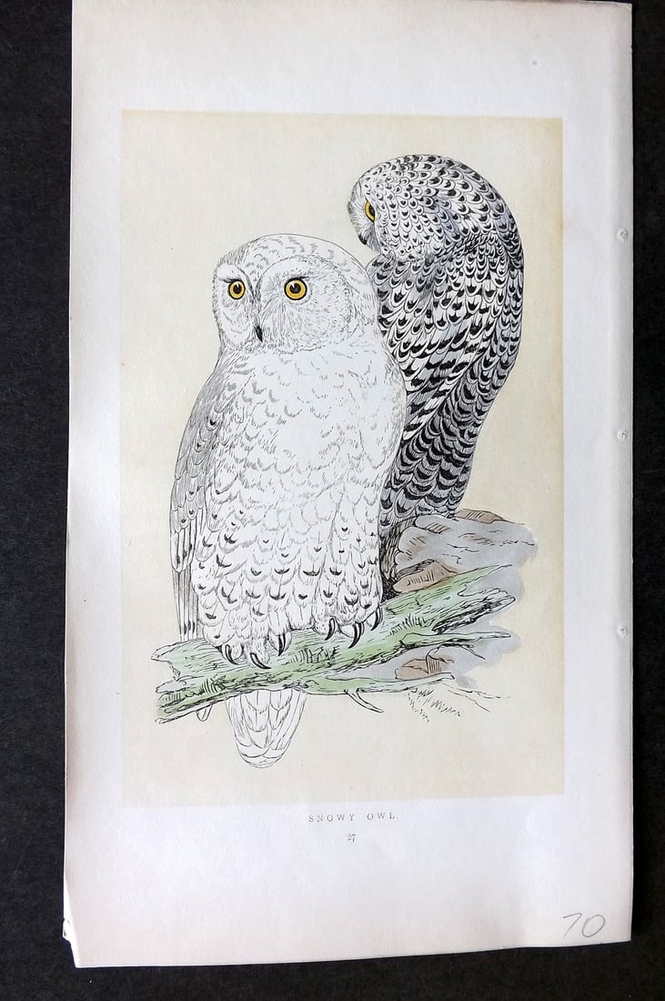 Morris, Francis 1851 Hand Col Bird Print. Snowy Owl: Woodblock Published 1851-57, London for "A History of British Birds" First Edition by the Rev. Francis Orpen Morris. Printed in colours and finished by hand. Paper Size: 9.75 x 7 inch (25 x 18cm) Good