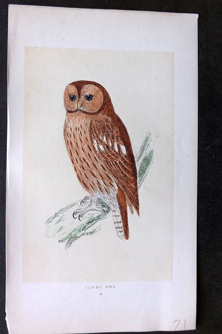 Morris, Francis 1851 Hand Col Bird Print. Tawny Owl (1 of 1)