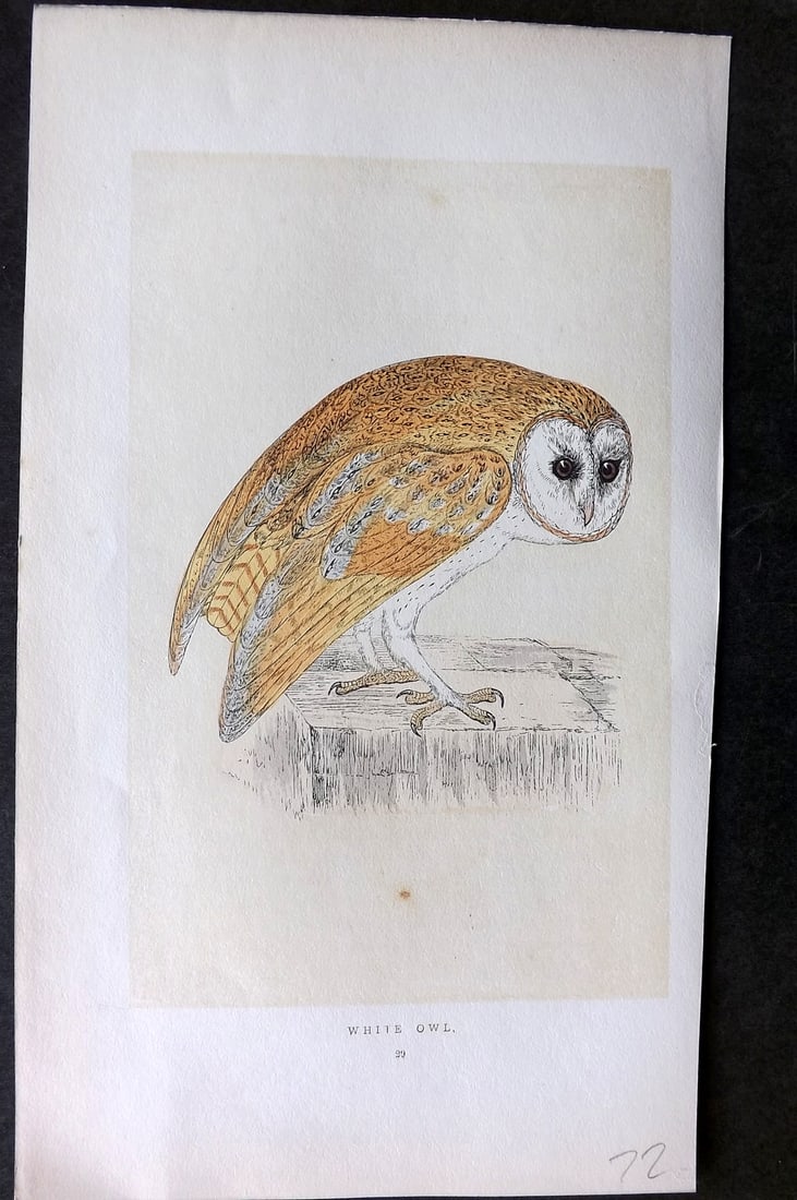 Morris, Francis 1851 Hand Col Bird Print. White Owl (1 of 1)