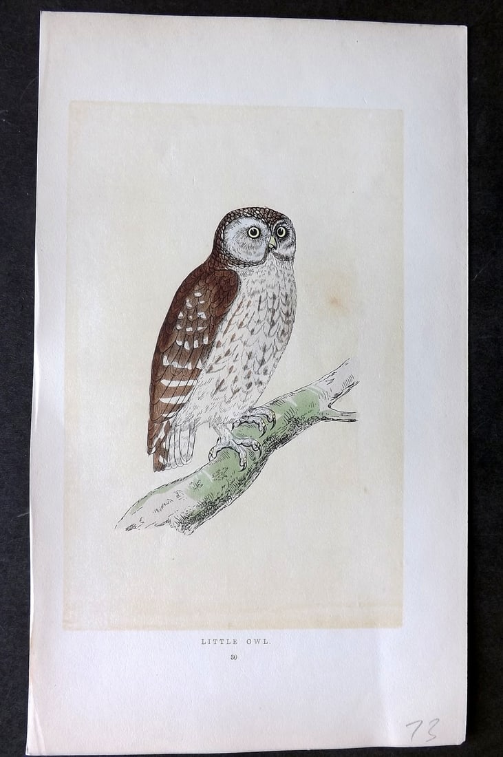 Morris, Francis 1851 Hand Col Bird Print. Little Owl (1 of 1)
