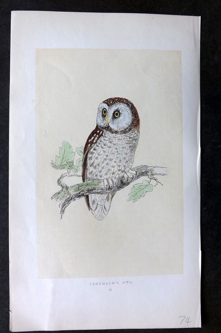 Morris, Francis 1851 Hand Col Bird Print. Tengmalm's Owl: Woodblock Published 1851-57, London for "A History of British Birds" First Edition by the Rev. Francis Orpen Morris. Printed in colours and finished by hand. Paper Size: 9.75 x 7 inch (25 x 18cm) Good