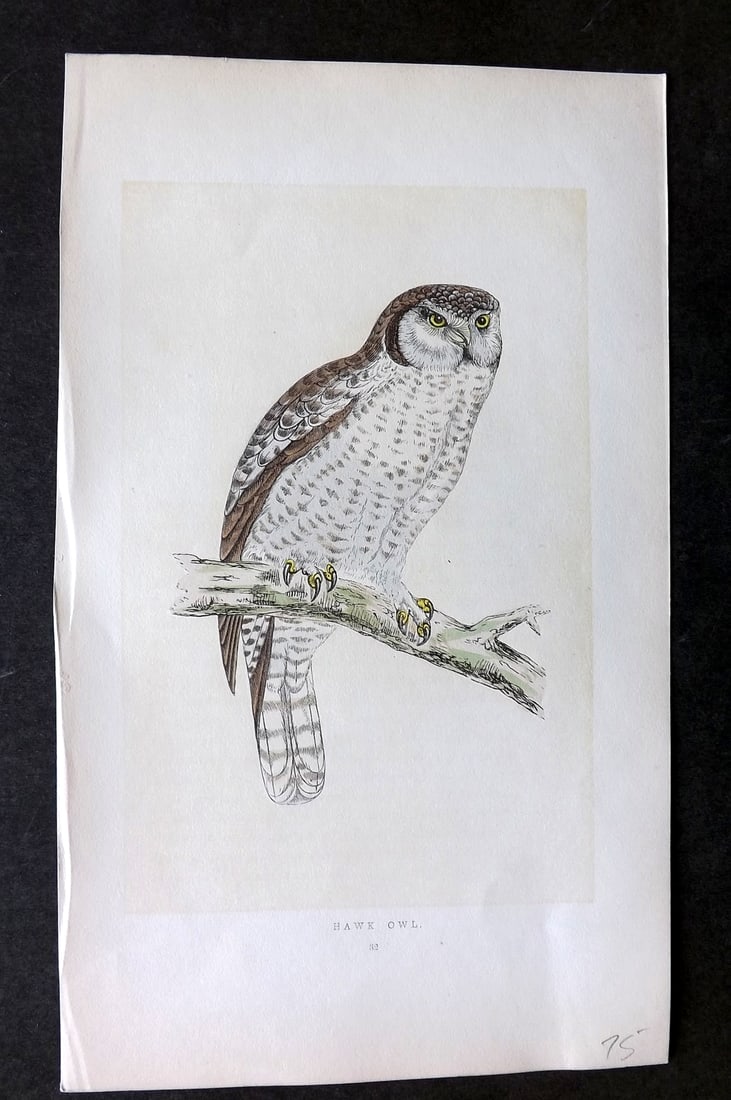 Morris, Francis 1851 Hand Col Bird Print. Hawk Owl (1 of 1)