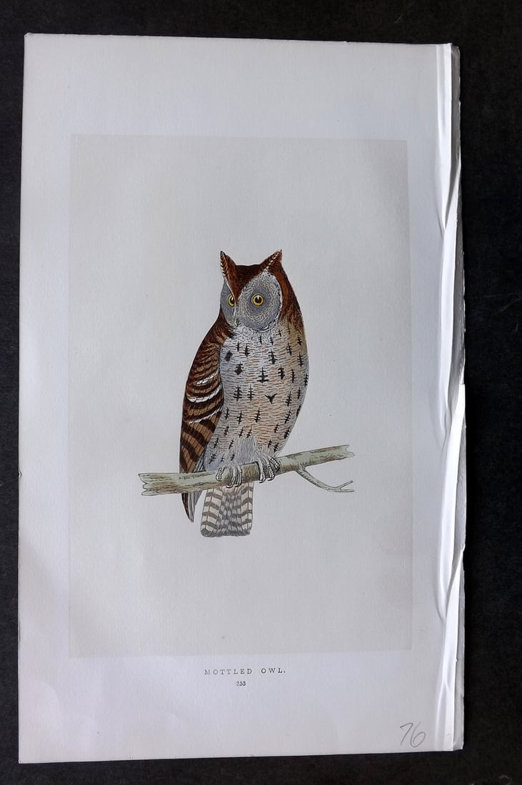 Morris, Francis 1851 Hand Col Bird Print. Mottled Owl: Woodblock Published 1851-57, London for "A History of British Birds" First Edition by the Rev. Francis Orpen Morris. Printed in colours and finished by hand. Paper Size: 9.75 x 7 inch (25 x 18cm) Good