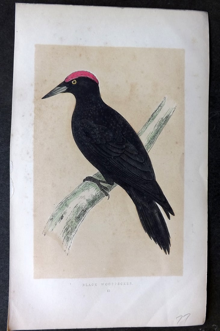Morris, Francis 1851 Hand Col Bird Print. Black Woodpecker: Woodblock Published 1851-57, London for "A History of British Birds" First Edition by the Rev. Francis Orpen Morris. Printed in colours and finished by hand. Paper Size: 9.75 x 7 inch (25 x 18cm) Very