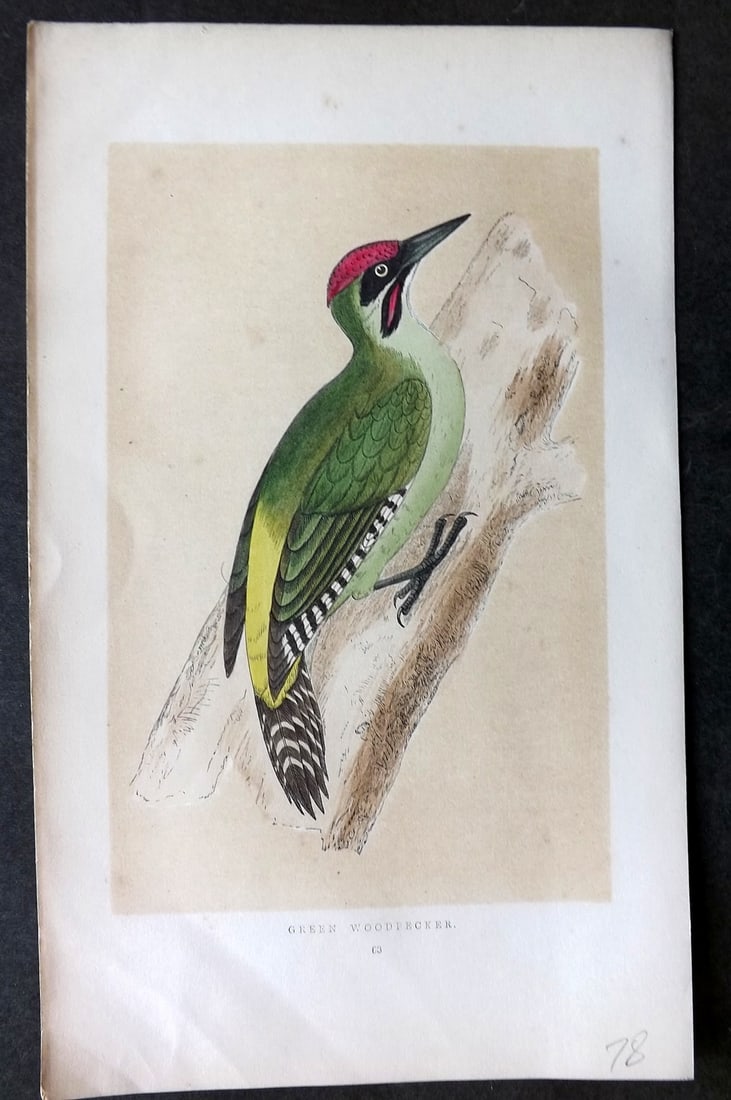 Morris, Francis 1851 Hand Col Bird Print. Green Woodpecker: Woodblock Published 1851-57, London for "A History of British Birds" First Edition by the Rev. Francis Orpen Morris. Printed in colours and finished by hand. Paper Size: 9.75 x 7 inch (25 x 18cm) Good