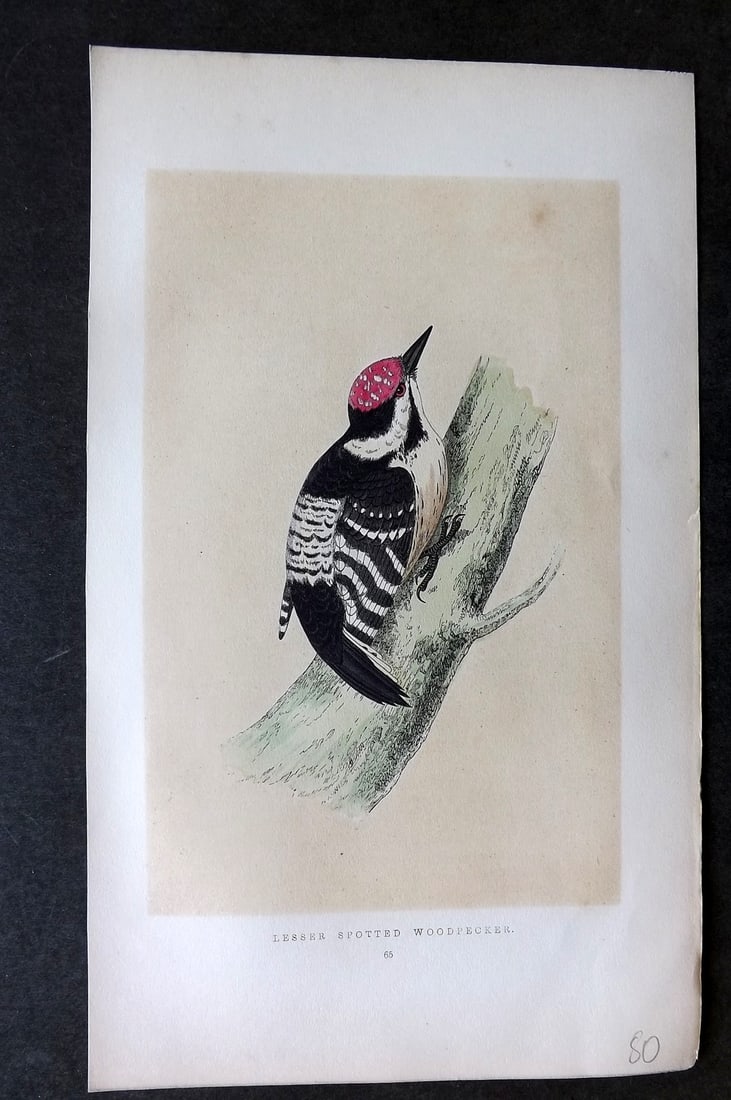 Morris, Francis 1851 Hand Col Bird Print. Lesser Spotted Woodpecker: Woodblock Published 1851-57, London for "A History of British Birds" First Edition by the Rev. Francis Orpen Morris. Printed in colours and finished by hand. Paper Size: 9.75 x 7 inch (25 x 18cm) Good