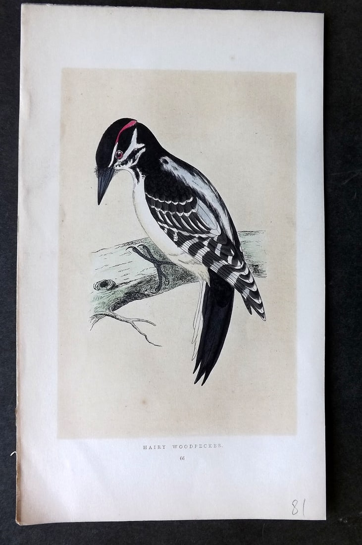 Morris, Francis 1851 Hand Col Bird Print. Hairy Woodpecker: Woodblock Published 1851-57, London for "A History of British Birds" First Edition by the Rev. Francis Orpen Morris. Printed in colours and finished by hand. Paper Size: 9.75 x 7 inch (25 x 18cm) Good