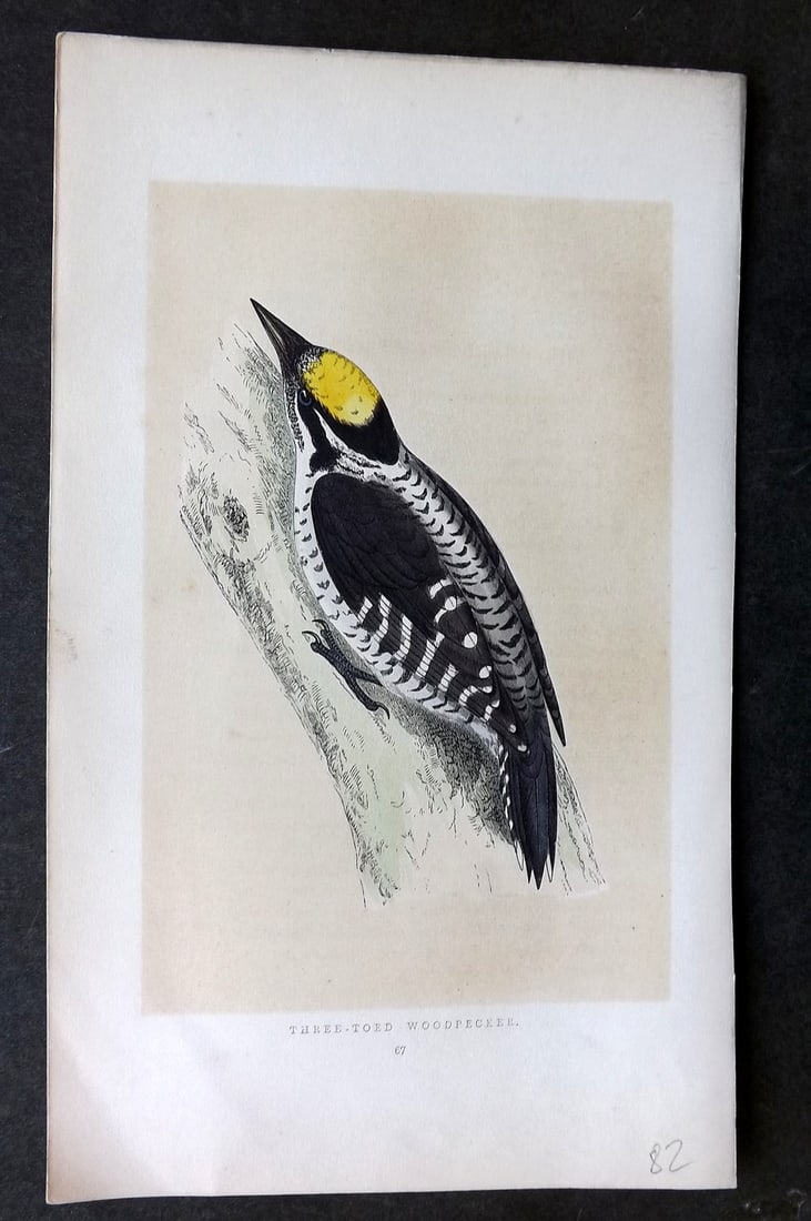 Morris, Francis 1851 Hand Col Bird Print. Three Toed Woodpecker: Woodblock Published 1851-57, London for "A History of British Birds" First Edition by the Rev. Francis Orpen Morris. Printed in colours and finished by hand. Paper Size: 9.75 x 7 inch (25 x 18cm) Good