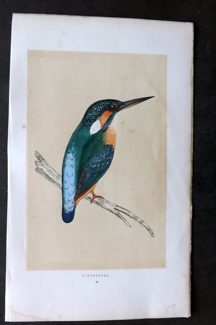 Morris, Francis 1851 Hand Col Bird Print. Kingfisher: Woodblock Published 1851-57, London for "A History of British Birds" First Edition by the Rev. Francis Orpen Morris. Printed in colours and finished by hand. Paper Size: 9.75 x 7 inch (25 x 18cm) Very