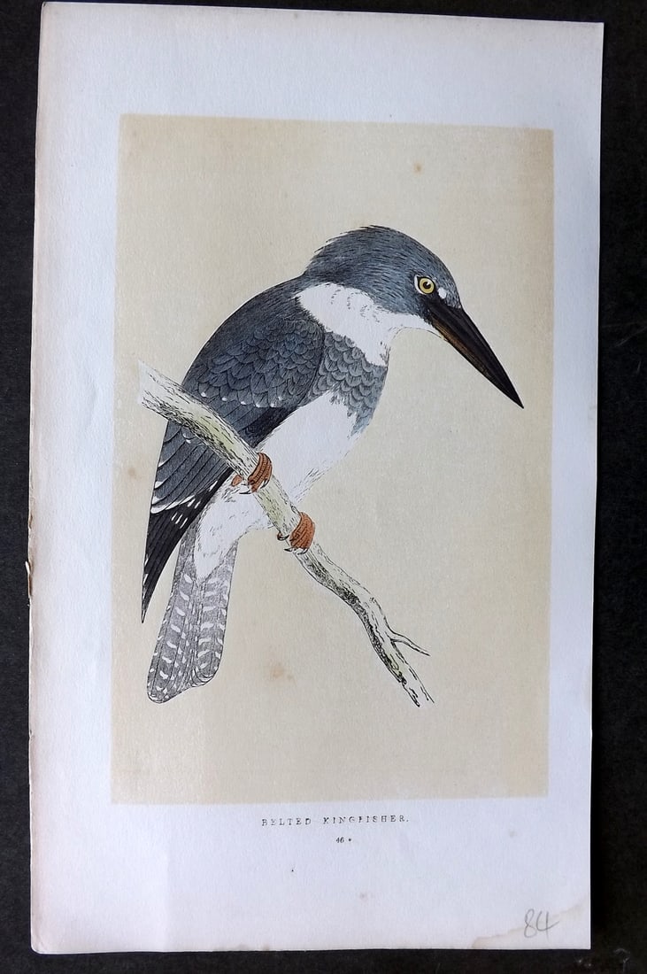 Morris, Francis 1851 Hand Col Bird Print. Belted Kingfisher: Woodblock Published 1851-57, London for "A History of British Birds" First Edition by the Rev. Francis Orpen Morris. Printed in colours and finished by hand. Paper Size: 9.75 x 7 inch (25 x 18cm) Very