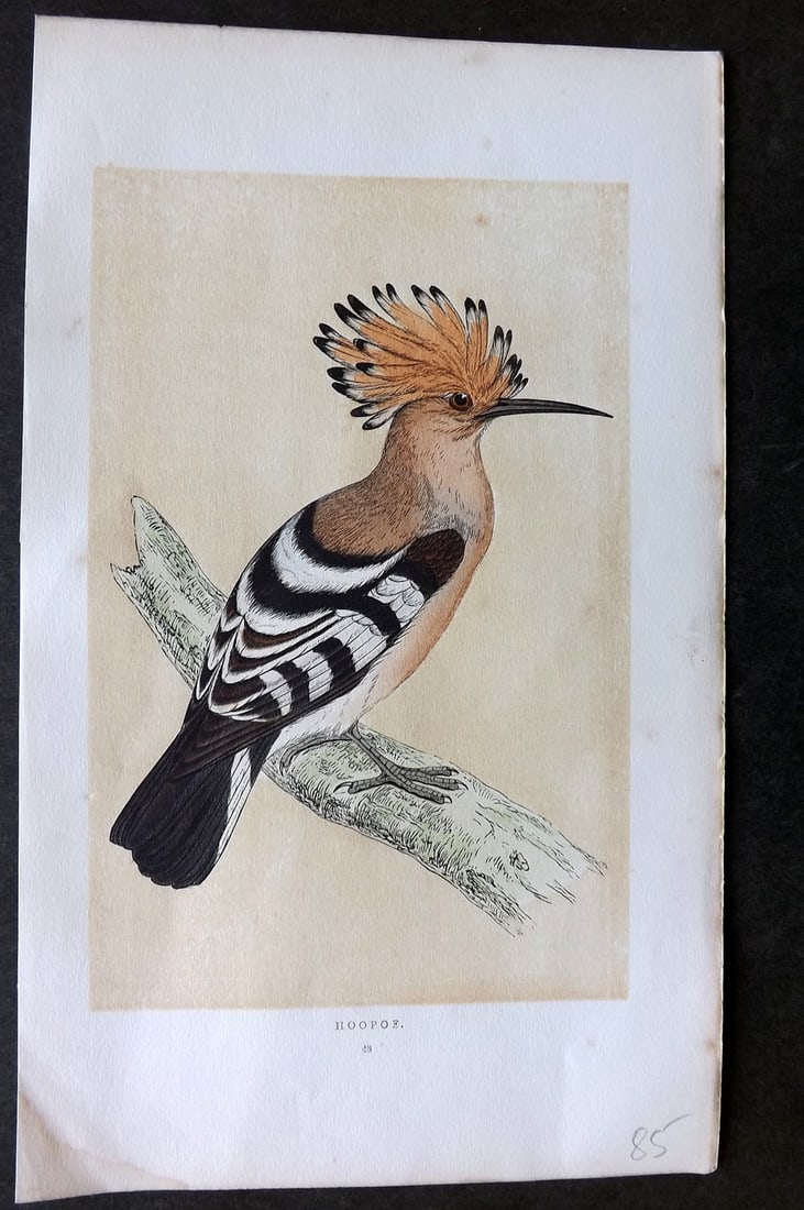 Morris, Francis 1851 Hand Col Bird Print. Hoopoe: Woodblock Published 1851-57, London for "A History of British Birds" First Edition by the Rev. Francis Orpen Morris. Printed in colours and finished by hand. Paper Size: 9.75 x 7 inch (25 x 18cm) Very