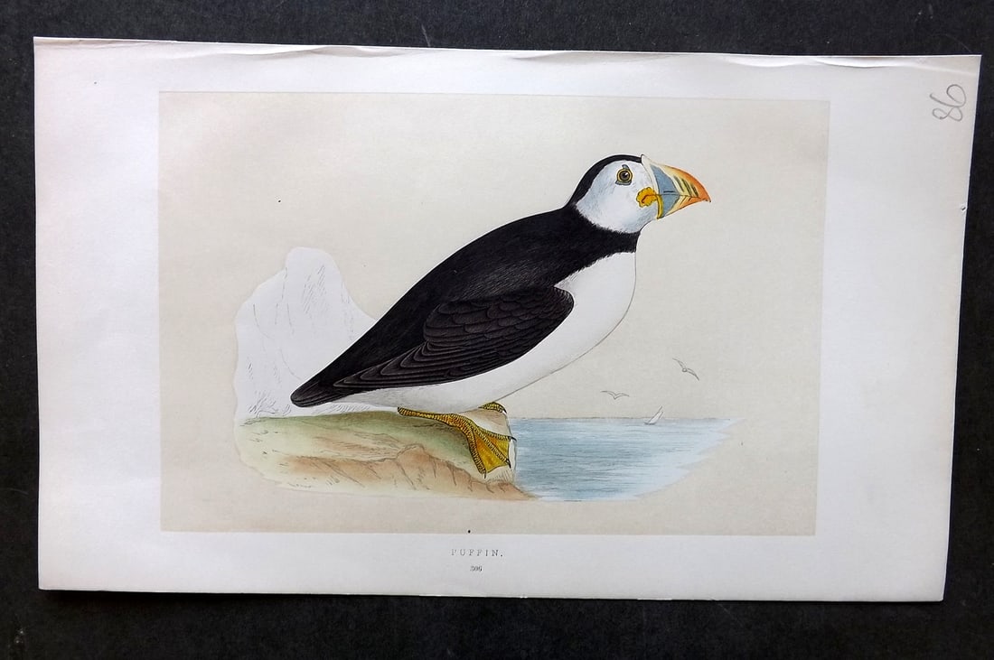 Morris, Francis 1851 Hand Col Bird Print. Puffin: Woodblock Published 1851-57, London for "A History of British Birds" First Edition by the Rev. Francis Orpen Morris. Printed in colours and finished by hand. Paper Size: 9.75 x 7 inch (25 x 18cm) Good