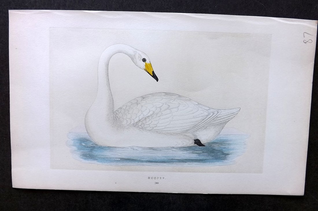 Morris, Francis 1851 Hand Col Bird Print. Hooper Swan: Woodblock Published 1851-57, London for "A History of British Birds" First Edition by the Rev. Francis Orpen Morris. Printed in colours and finished by hand. Paper Size: 9.75 x 7 inch (25 x 18cm) Good