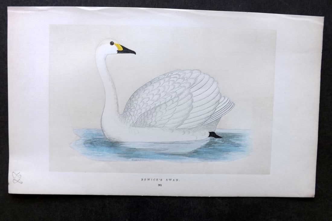 Morris, Francis 1851 Hand Col Bird Print. Bewick's Swan: Woodblock Published 1851-57, London for "A History of British Birds" First Edition by the Rev. Francis Orpen Morris. Printed in colours and finished by hand. Paper Size: 9.75 x 7 inch (25 x 18cm) Good