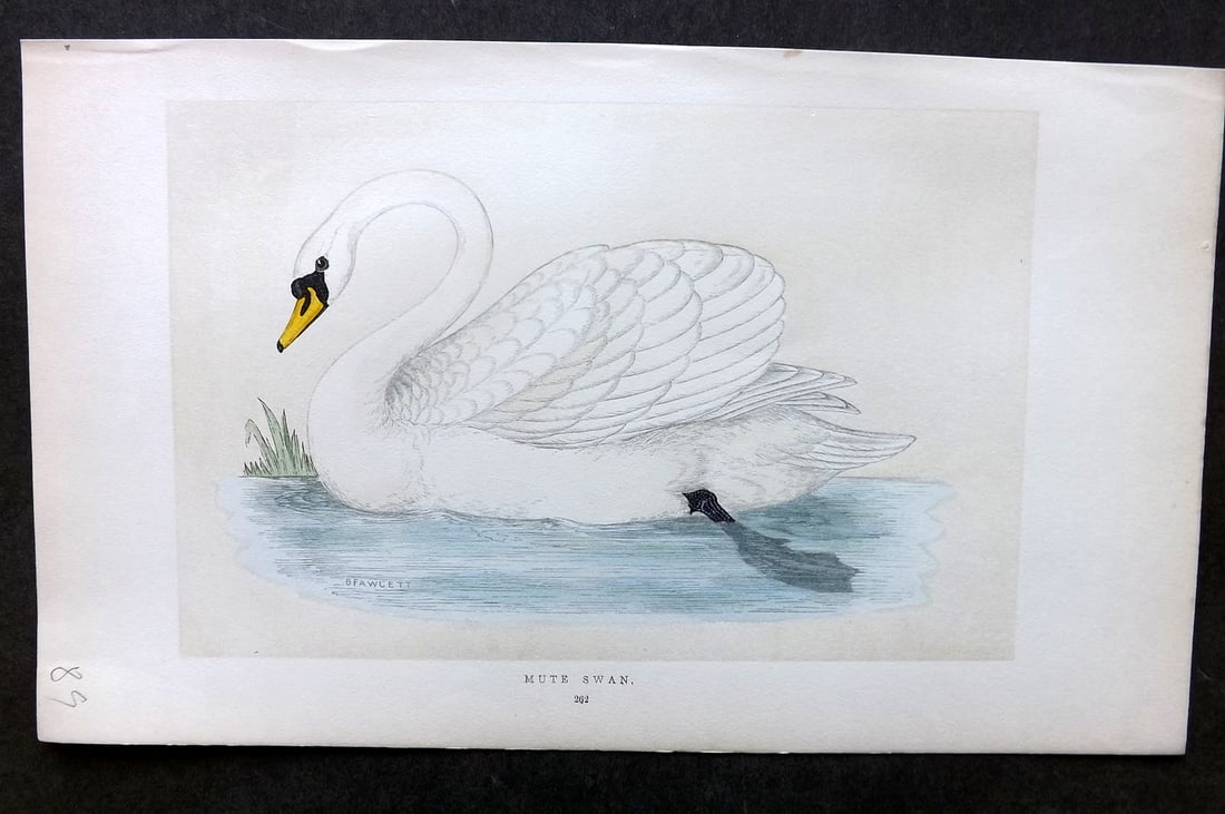 Morris, Francis 1851 Hand Col Bird Print. Mute Swan: Woodblock Published 1851-57, London for "A History of British Birds" First Edition by the Rev. Francis Orpen Morris. Printed in colours and finished by hand. Paper Size: 9.75 x 7 inch (25 x 18cm) Good