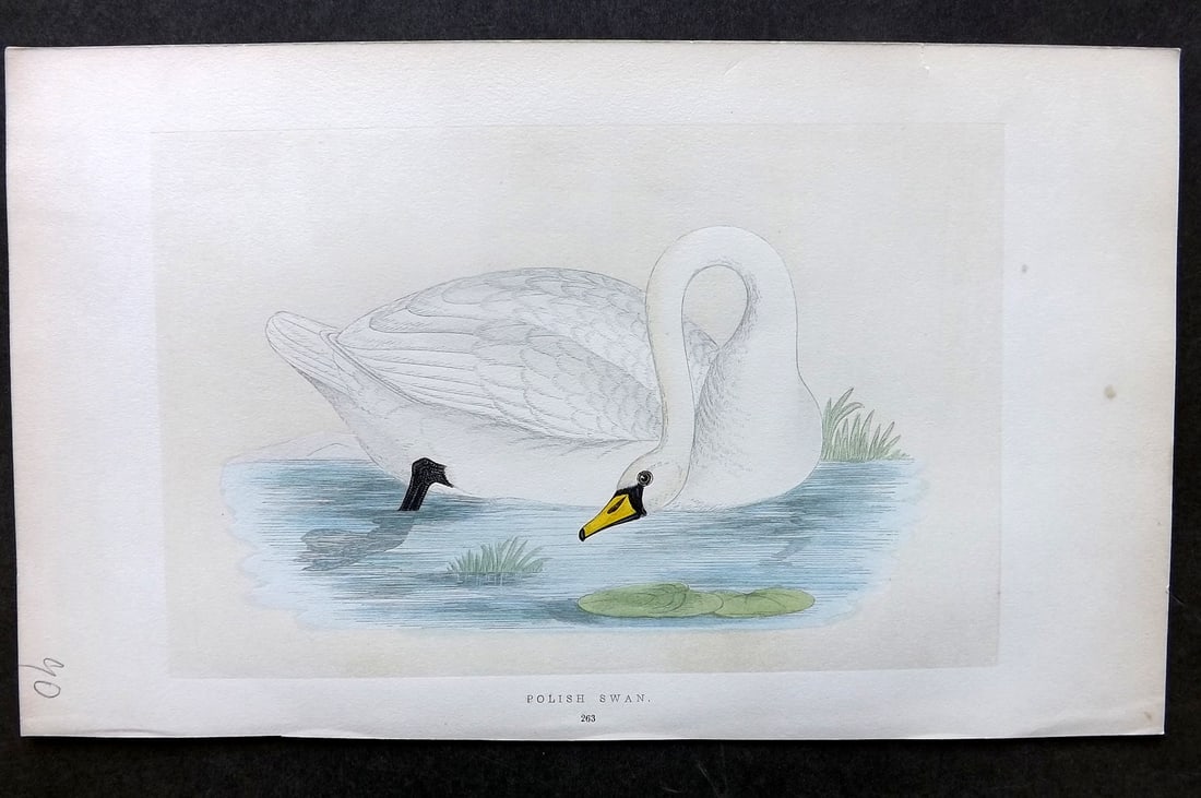 Morris, Francis 1851 Hand Col Bird Print. Polish Swan: Woodblock Published 1851-57, London for "A History of British Birds" First Edition by the Rev. Francis Orpen Morris. Printed in colours and finished by hand. Paper Size: 9.75 x 7 inch (25 x 18cm) A co