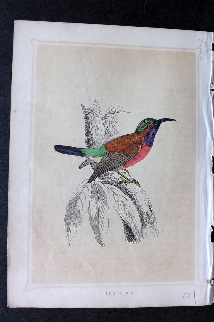 Morris, Francis 1852 Bird Print. Sunbird: Colour Printed Woodblock Published 1852, London for "Book of Natural History" by The Rev. Francis Morris Orpen. Some plates with additional hand colour. Paper Size: 7 x 5 inch (18 x 13cm) Some toning,
