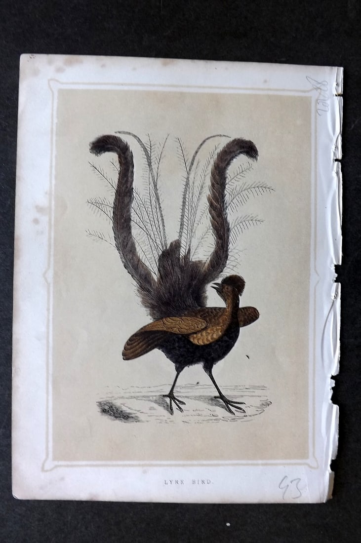 Morris, Francis 1852 Bird Print. Lyre Bird - Australia (1 of 1)
