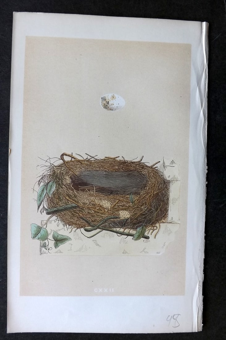 Morris, Francis 1863 Antique Bird Nest Print. Orphean Warbler 122: Woodblock Published 1863, London for "A Natural History of the Nests and Eggs of British Birds" By the Rev. Francis Orpen Morris, printed Benjamin Fawcett. With accompanying descriptive text. Paper Si
