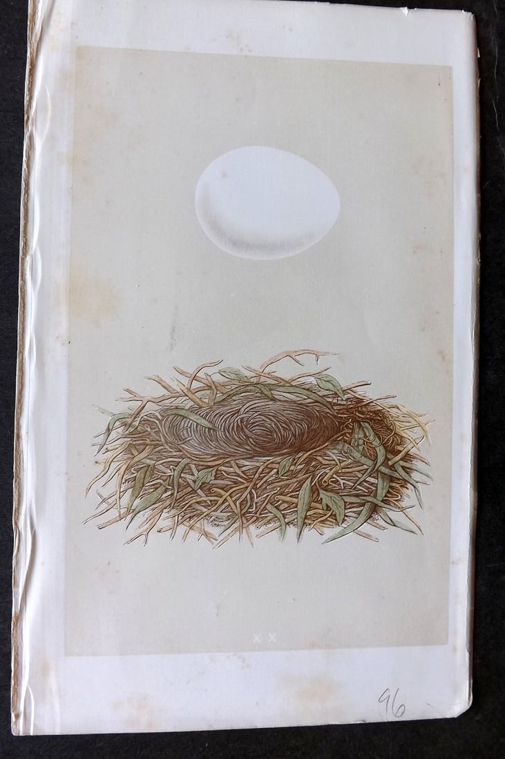 Morris, Francis 1863 Antique Bird Nest Print. Marsh Harrier 20: Woodblock Published 1863, London for "A Natural History of the Nests and Eggs of British Birds" By the Rev. Francis Orpen Morris, printed Benjamin Fawcett. Lacking descriptive text. Paper Size: 10 x 7