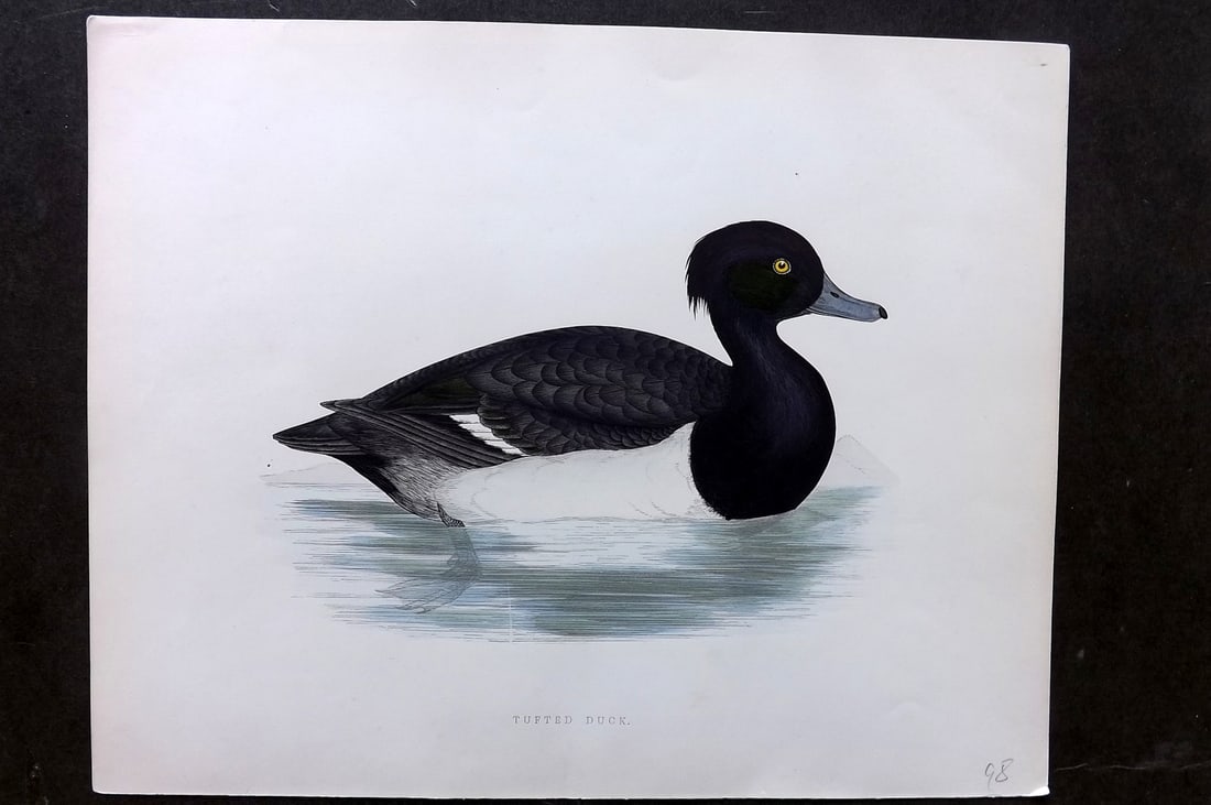 Morris, Beverley 1895 Folio Hand Col Bird Print. Tufted Duck (1 of 1)