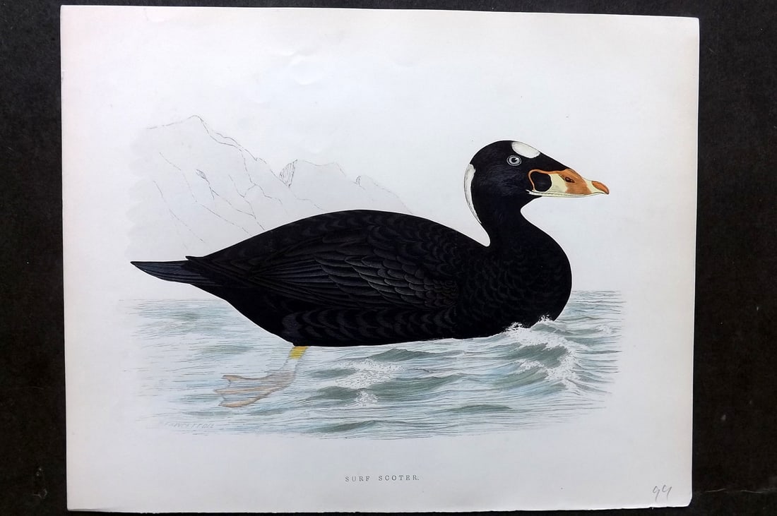 Morris, Beverley 1895 Folio Hand Col Bird Print. Surf Scoter: Hand Colored Woodblocks Published 1895, London for "British Game Birds and Wildfowl" by Beverley Robinson Morris. Printed Benjamin Fawcett. Paper Size: 12 x 10 inch (31 x 25cm) Good Condition