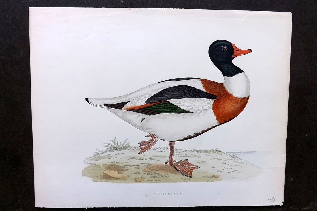 Morris, Beverley 1895 Folio Hand Col Bird Print. Sheldrake (1 of 1)