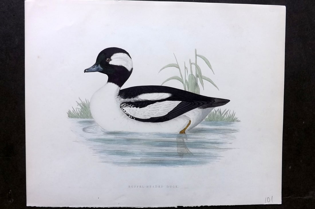 Morris, Beverley 1895 Folio Hand Col Bird Print. Buffel-Headed Duck: Hand Colored Woodblocks Published 1895, London for "British Game Birds and Wildfowl" by Beverley Robinson Morris. Printed Benjamin Fawcett. Paper Size: 12 x 10 inch (31 x 25cm) Good Condition